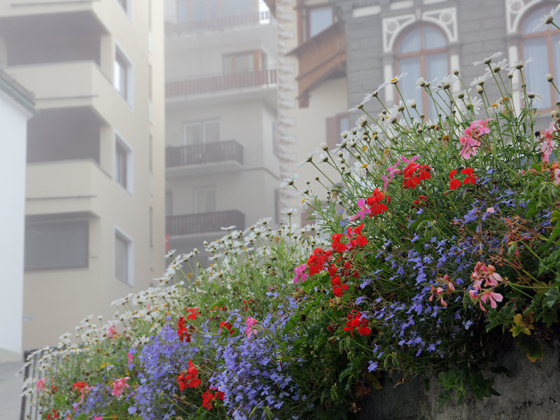 Глазами очевидцев: цветы в тумане. Наш отель